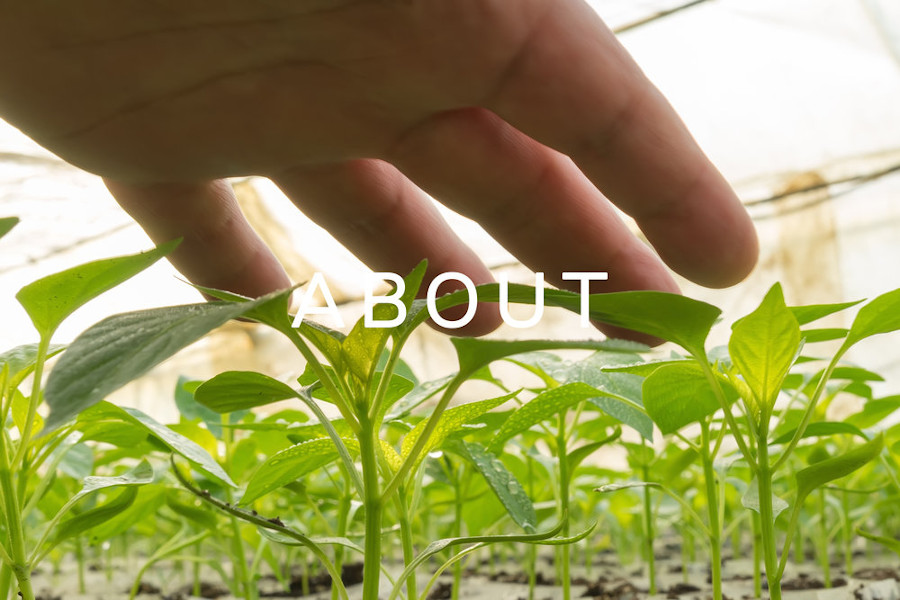 Closeup of the hands of a man who treats small pepper plants in